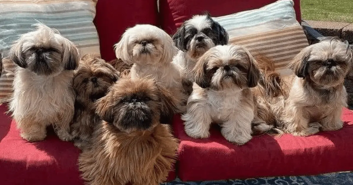 How to Bathe Your Shih Tzu Puppy!