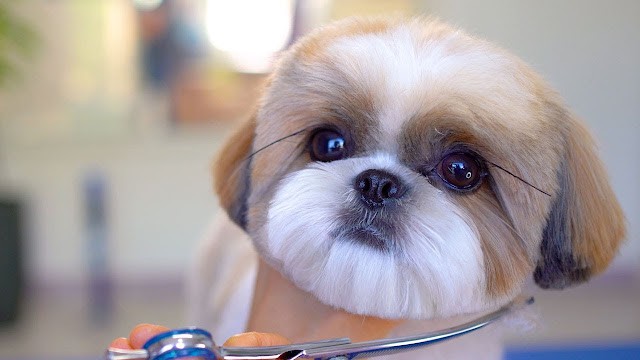 Grooming a 5-Month-Old Shih Tzu Puppy! - Must Watch Video!