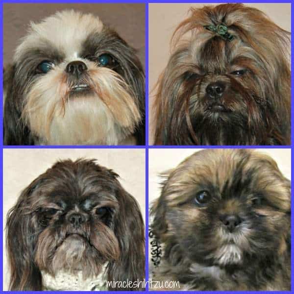 Are Shih Tzu Cross Eyed?