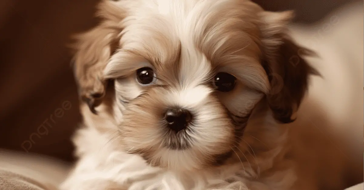 Top Shih Tzu Girl Dog Names Which One Is Perfect for Your Pup