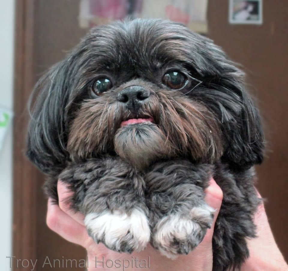 Rescued Shih Tzu: The Ultimate Care Guide