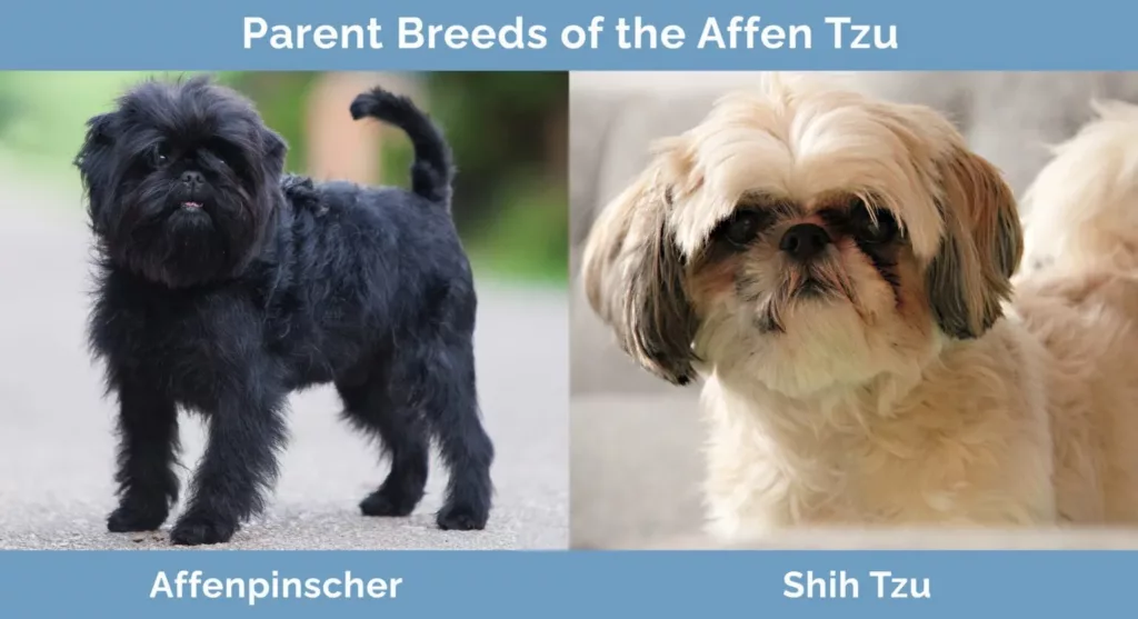 Affen Tzu: A Comprehensive Guide to the Popular Dog Breed