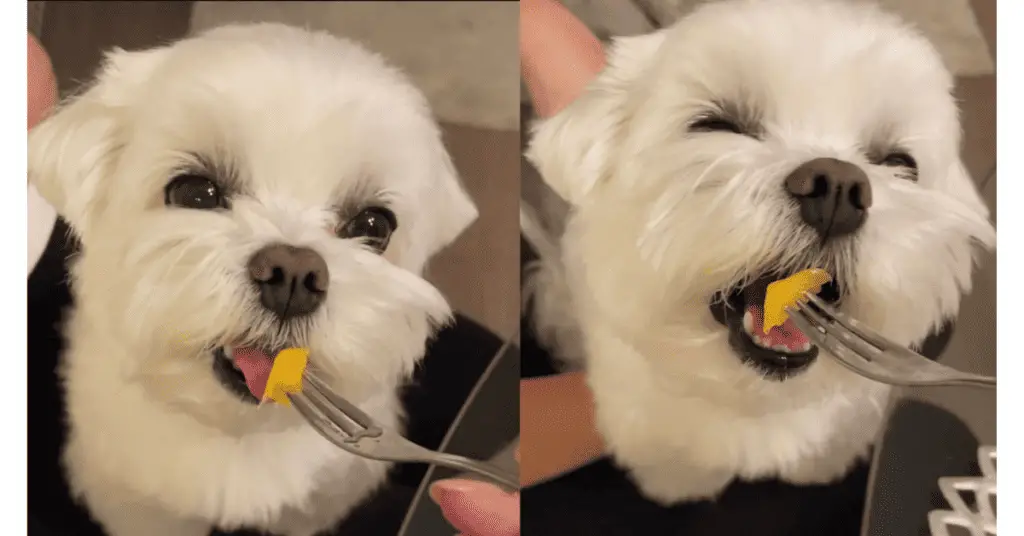 Perfect Fruits for Shih Tzus