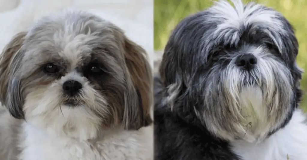 A Guide to Understanding This Hybrid Dog Breed