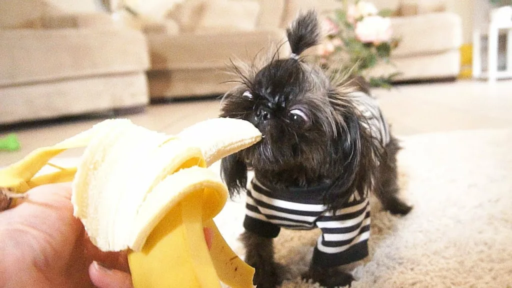 Perfect Fruits for Shih Tzus