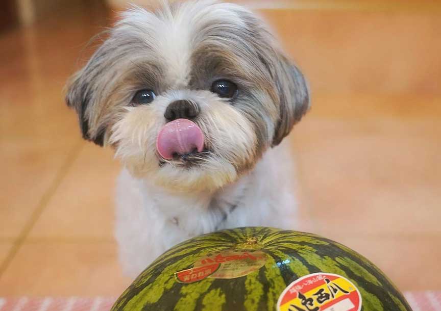 Perfect Fruits for Shih Tzus