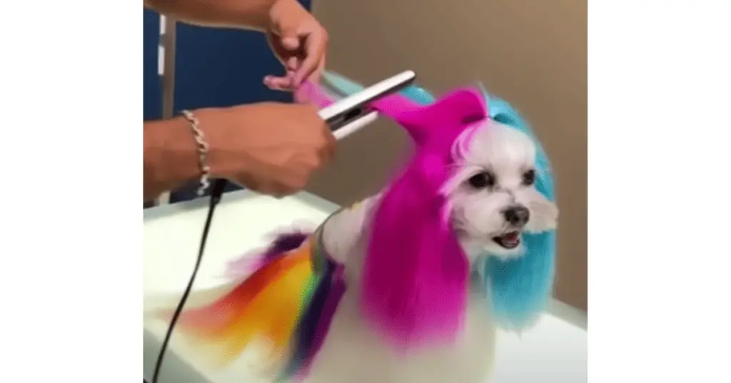How To Dye Your Shih Tzus Hair