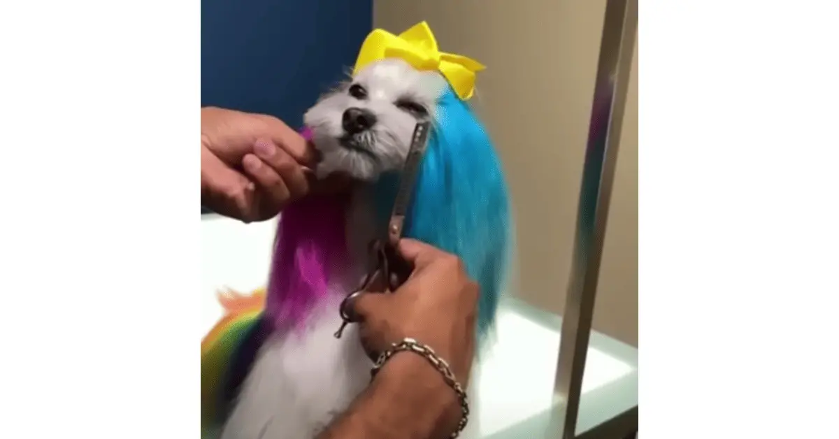 Should you dye your Shih Tzu's hair?