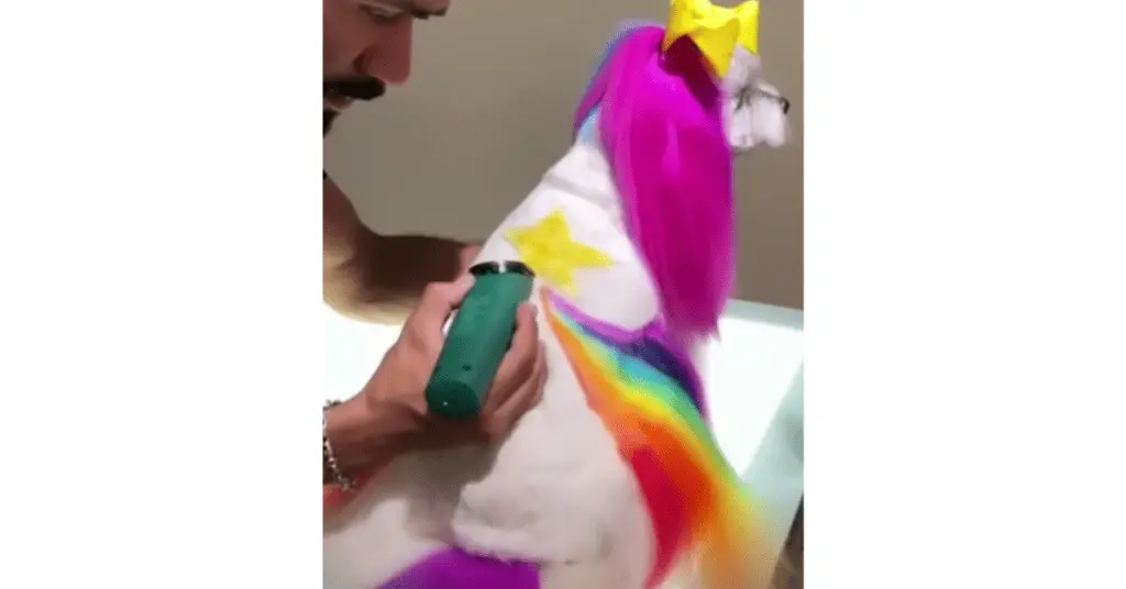 How To Dye Your Shih Tzu Hair