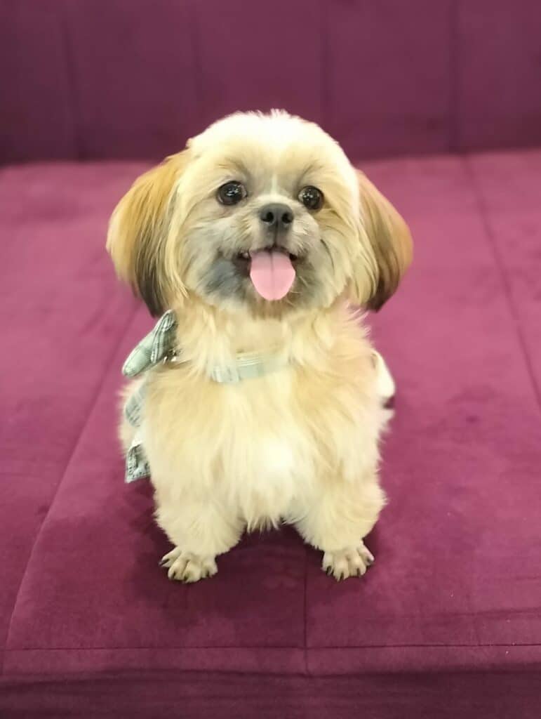 Shih Tzu Philippines Price: How Much to Expect for This Popular Breed