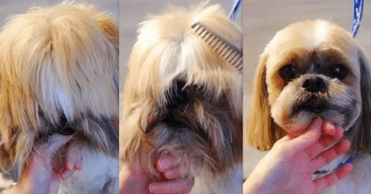 Shih Tzu Coat Care: Master the Art of Brushing and Grooming - Shih Tzu Grooming For Hot Weather With Undercoat