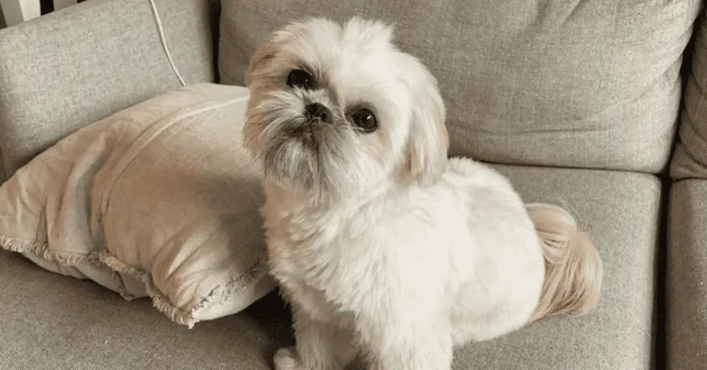 discover-the-best-shih-tzu-dog-names