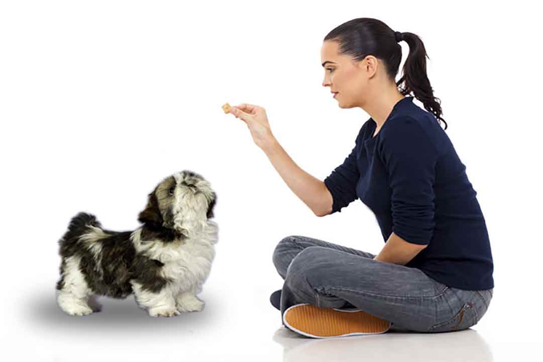 Top Training Disasters for Your Tzu Avoided