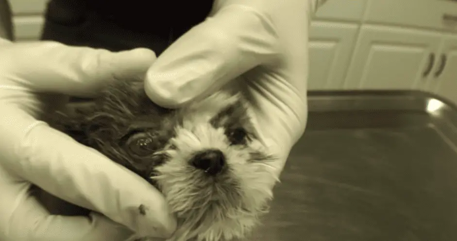 Can you believe that someone neglected this Shih Tzu puppy?