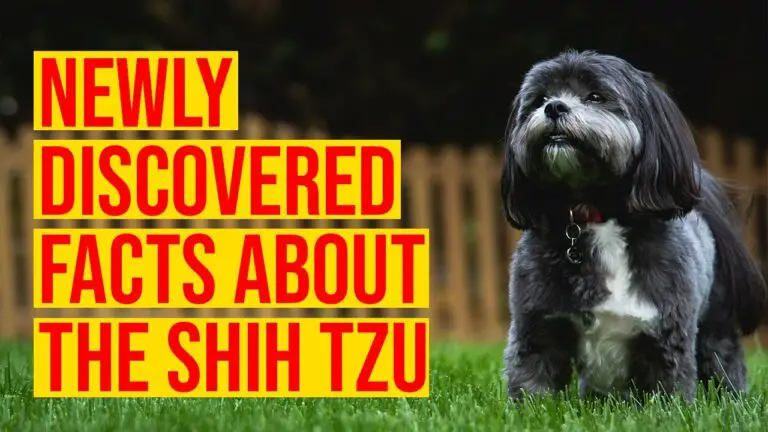 10 Newly Discovered Facts About The Shih Tzu Dog Breed