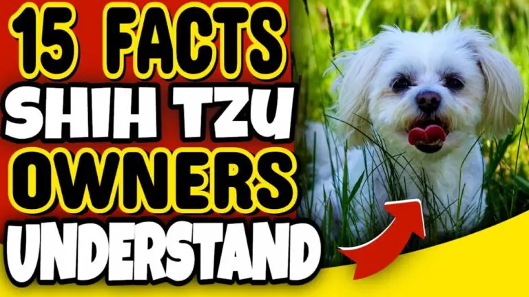 15 Facts Only A Shih Tzu Dog Owner Would Understand