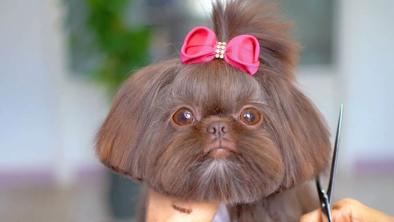 How To Clean Shih Tzus Eyes?