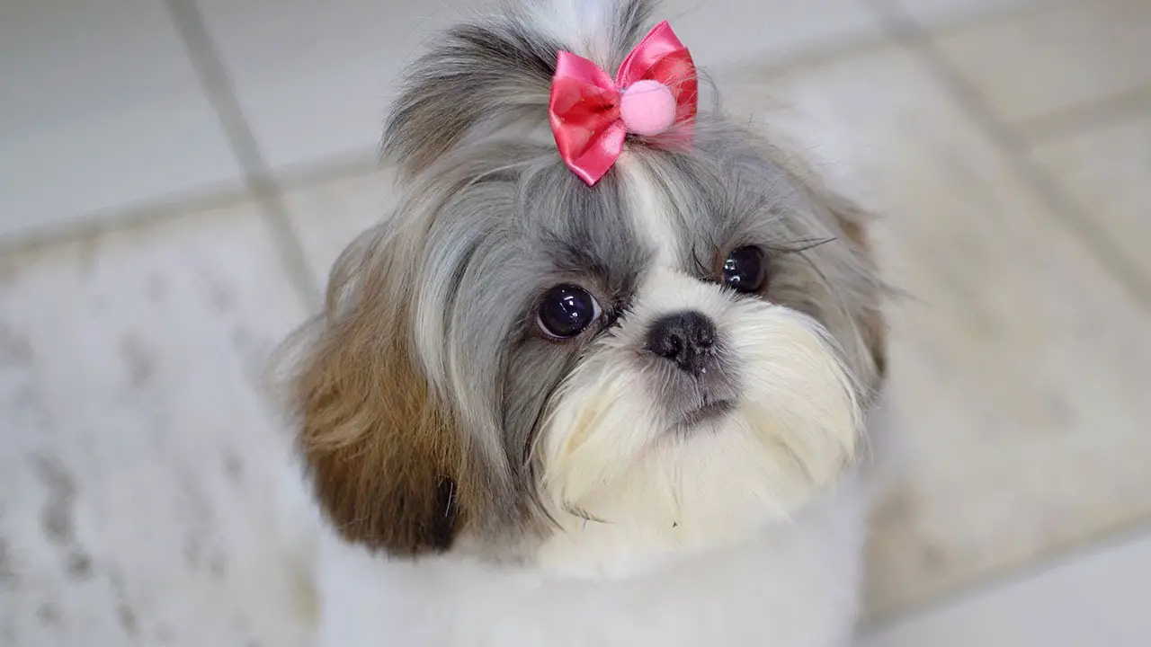 8 Best Shih Tzu Playpens To Keep Your Pup Safe And Happy