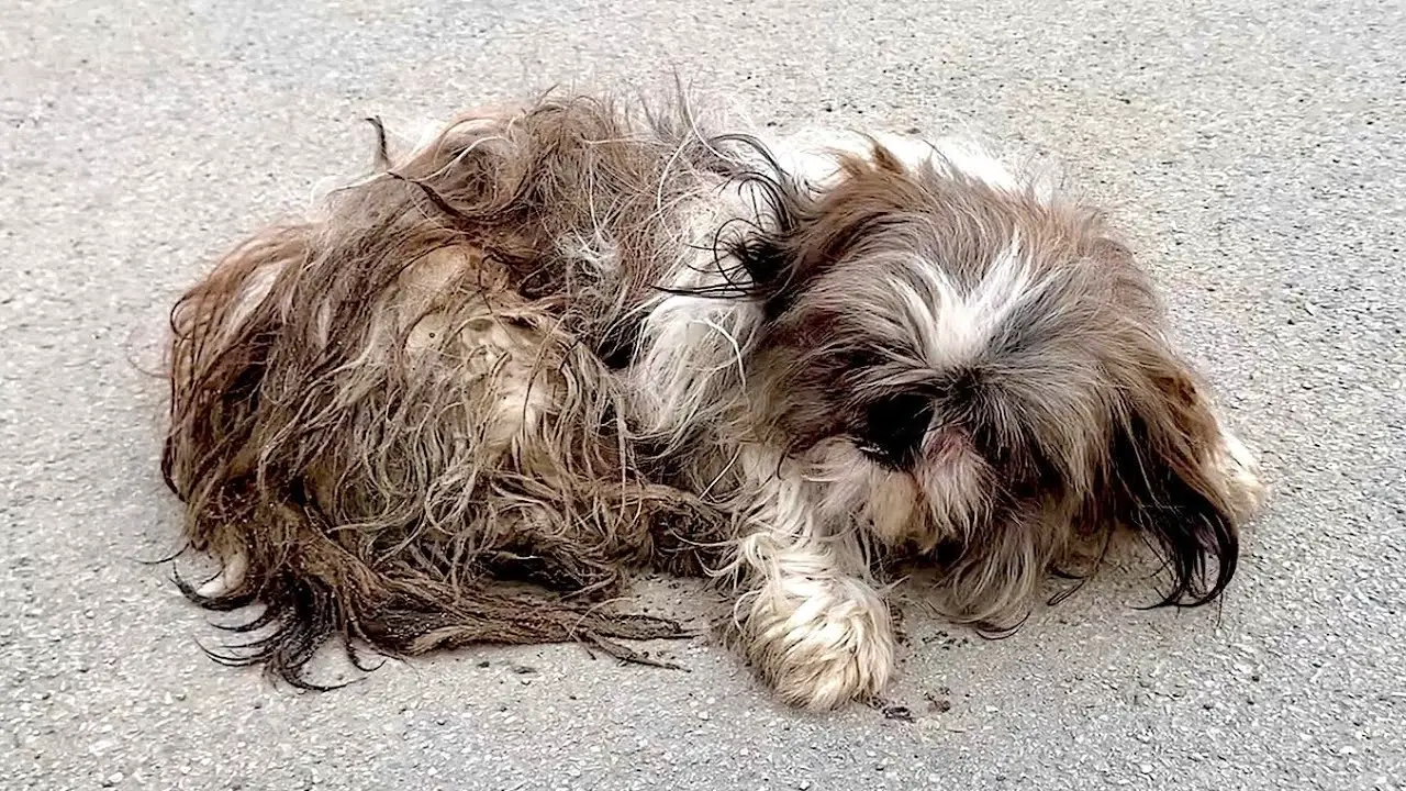 No one wanted this Shih Tzu anymore until they found him!