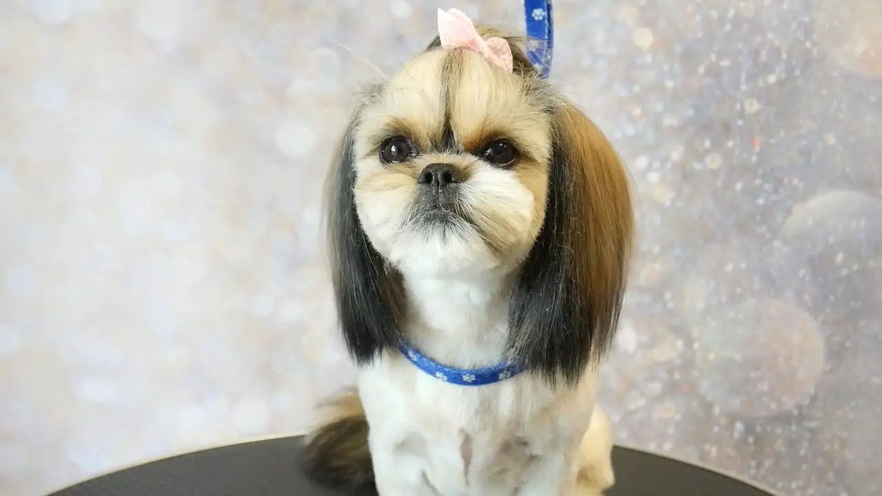 How to Groom a Shih Tzu for a Top Knot?