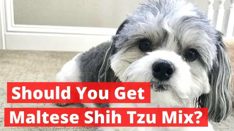 Should you get Maltese Shih Tzu Mix (Malshi)