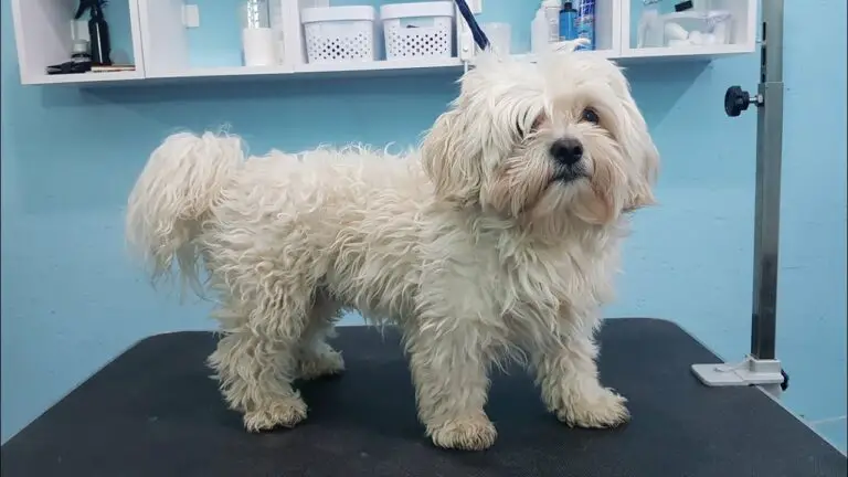 Grooming A Maltese And Shi Tzu Mix