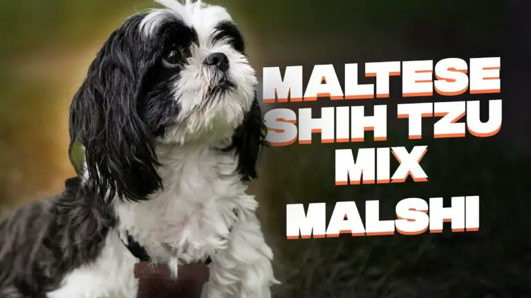Maltese x Shih Tzu (Malshi): The Complete Breed Guide