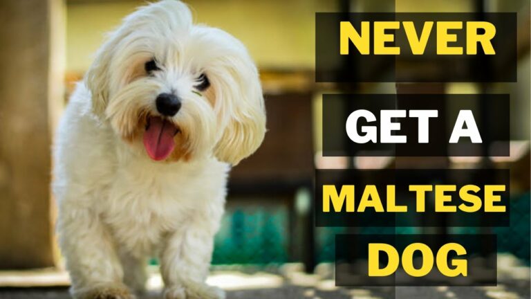 7 Reasons Why You Should Never Own Maltese Dogs