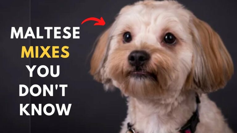18 Maltese Dog Mixes Who Will Make Your Heart Skip a Beat