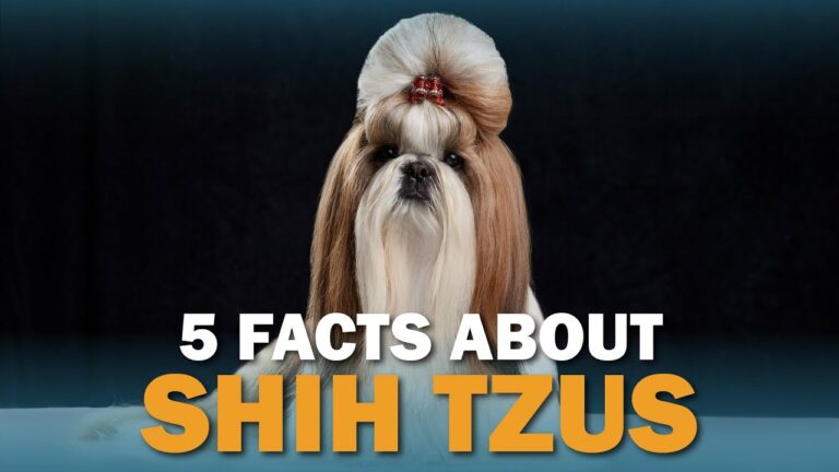 5 Shih Tzu Facts