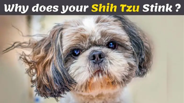 Why does my Shih tzu smell So bad ? & How to Fix it Quickly