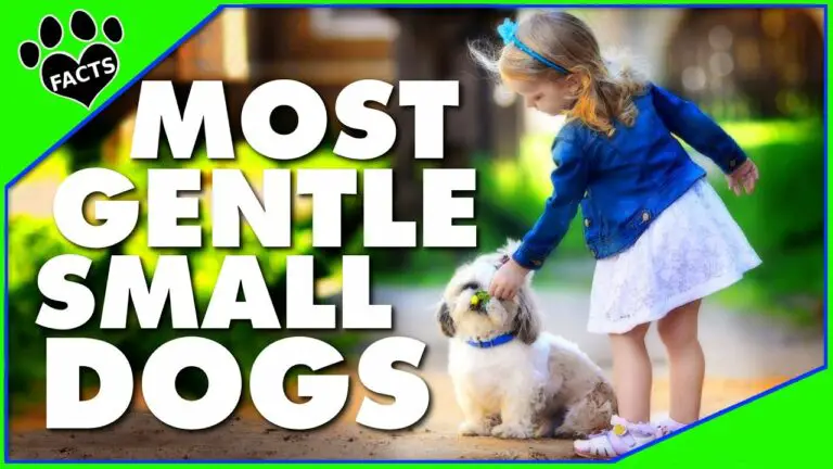 Top 7 Best Small Breed Dogs for Families