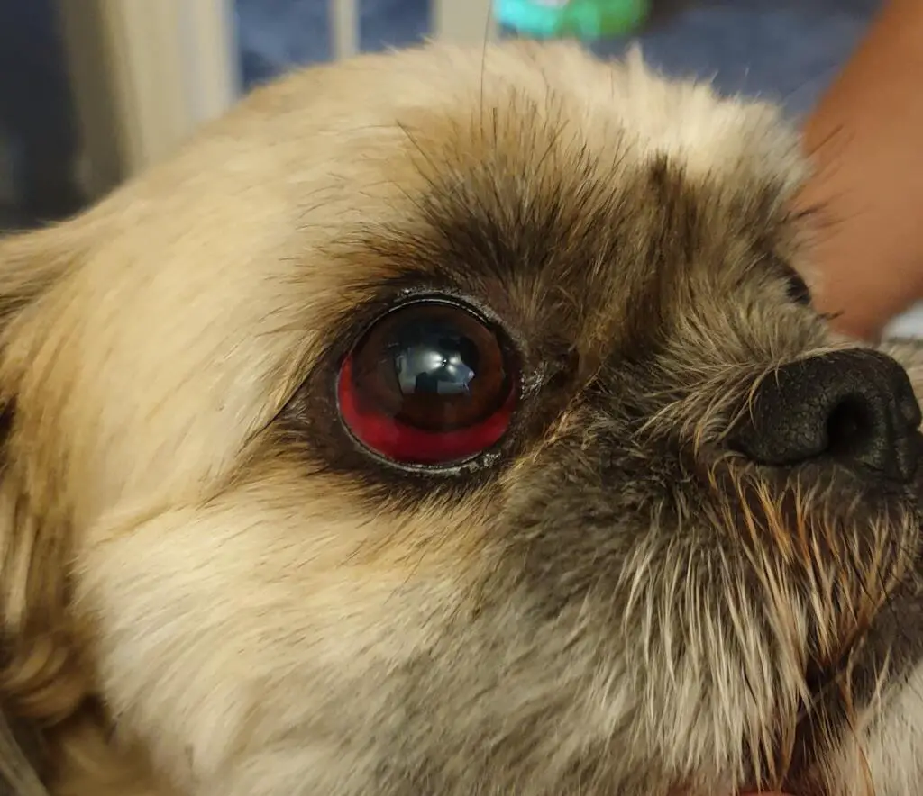 Why Are My Shih Tzu Eyes Red?