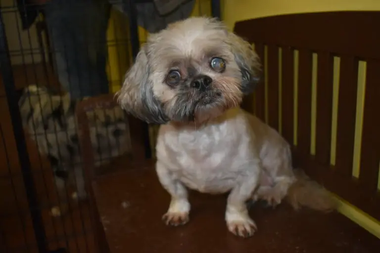 When Shih Tzu is Getting Old, They Do This
