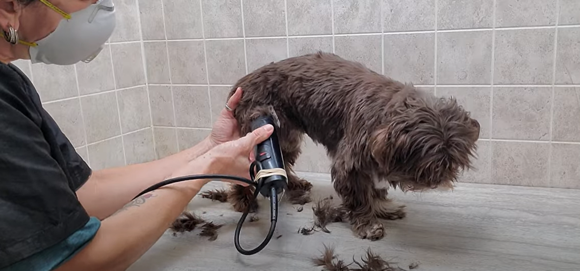 Shih Tzu Dog Breed: Health, Care, and Lifestyle | PetMD