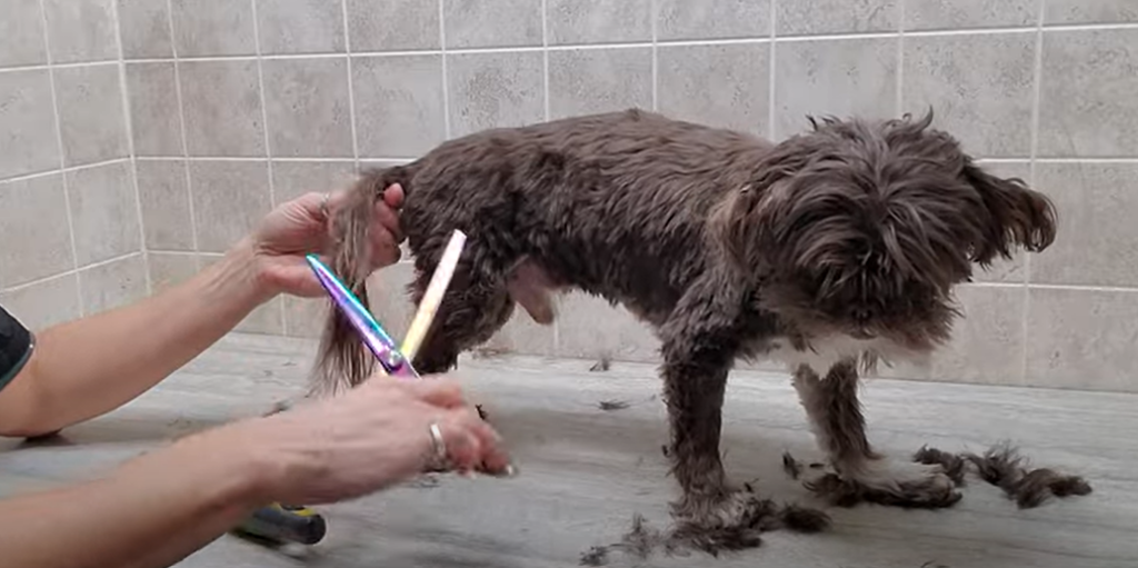 Before Getting A Shih Tzu! - YouTube