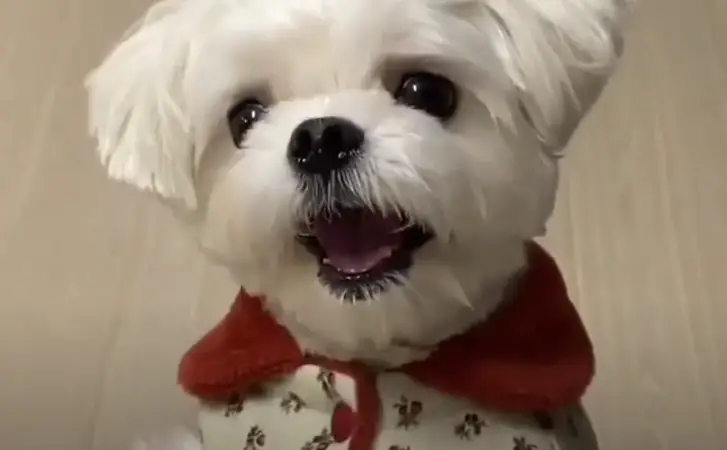 Top 10 Funny Maltese Dog Videos