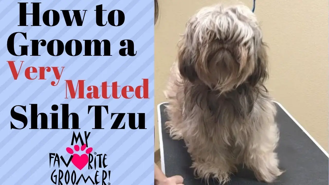 How to Groom a Shih Tzu With Mats?