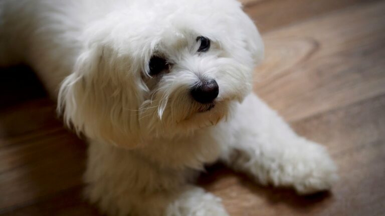 Maltese Dogs as Therapy Dogs