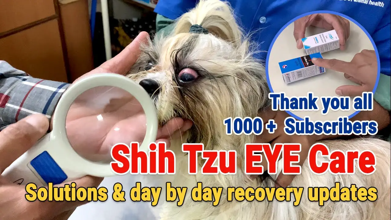 How to Treat Shih Tzu Eye Infection?