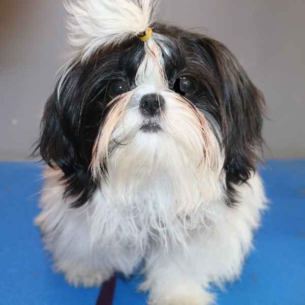 Should I Have My Shih Tzu Groomed Every Month?