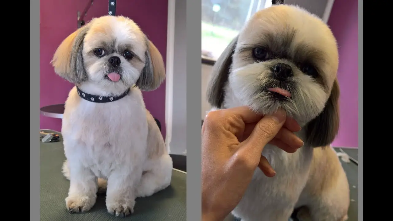 What Does a Proper Shih Tzu Groom Look Like?