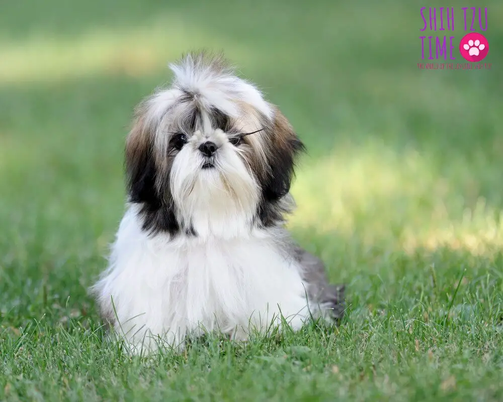 What to Do With Shih Tzu Long Eye Lashes?