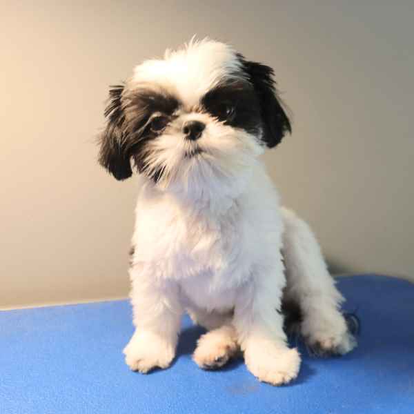 When Should Shih Tzu Get Their First Grooming?