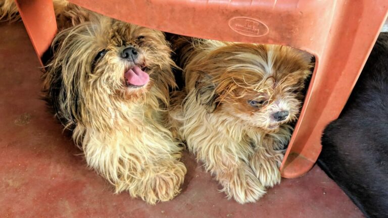 Rescuing Hope: The Shih Tzu Miracle Duo