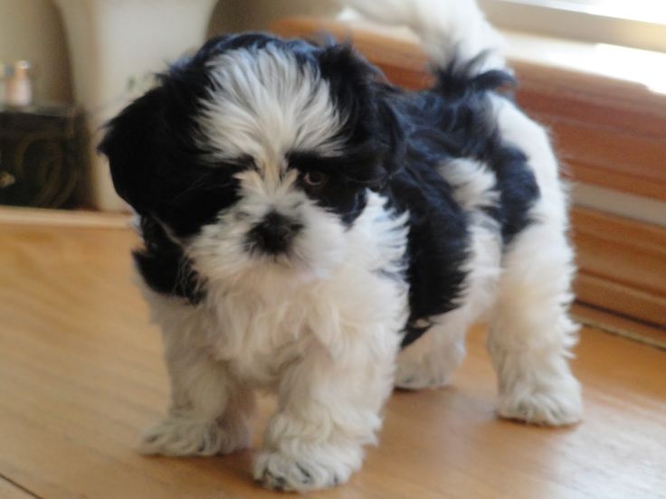 10 Must-Know Facts About Maltese Shih Tzu Mixes