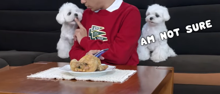 Grooming Guide - Grooming Matted Shih Tzu - Dealing With Matting On A Shih Tzu