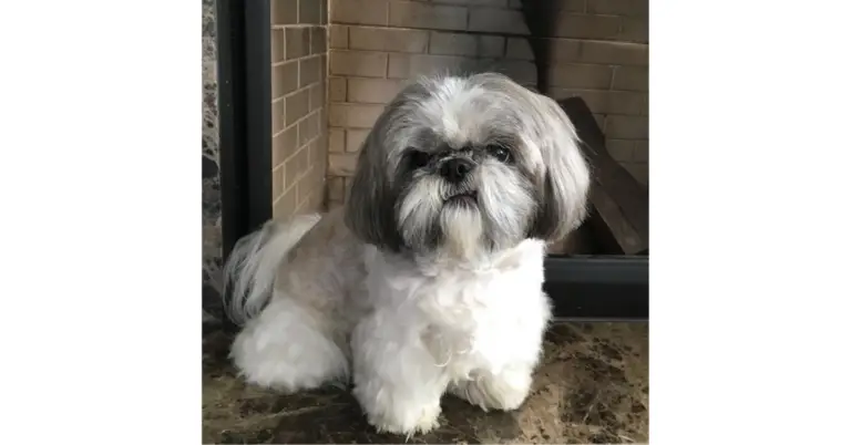 10 Pet Peeves of Shih Tzus You Should Avoid!