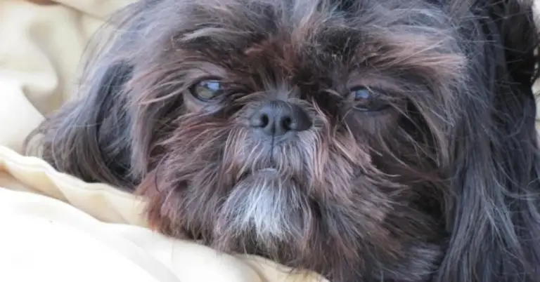 Steer Clear of These 5 Shih Tzu Dislikes – Your Pup Will Thank You!