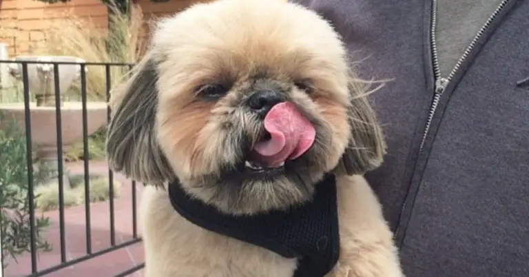 Shih Tzus: Not Always Perfect Pets